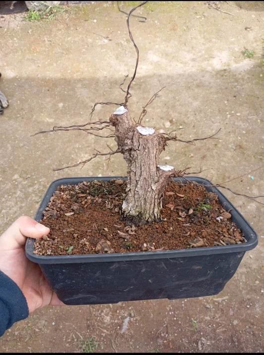 🌿 Bonsái Zelkova Nire Shohin – Corteza Abotonada Increíble 🌳 | RickyBonsai.com