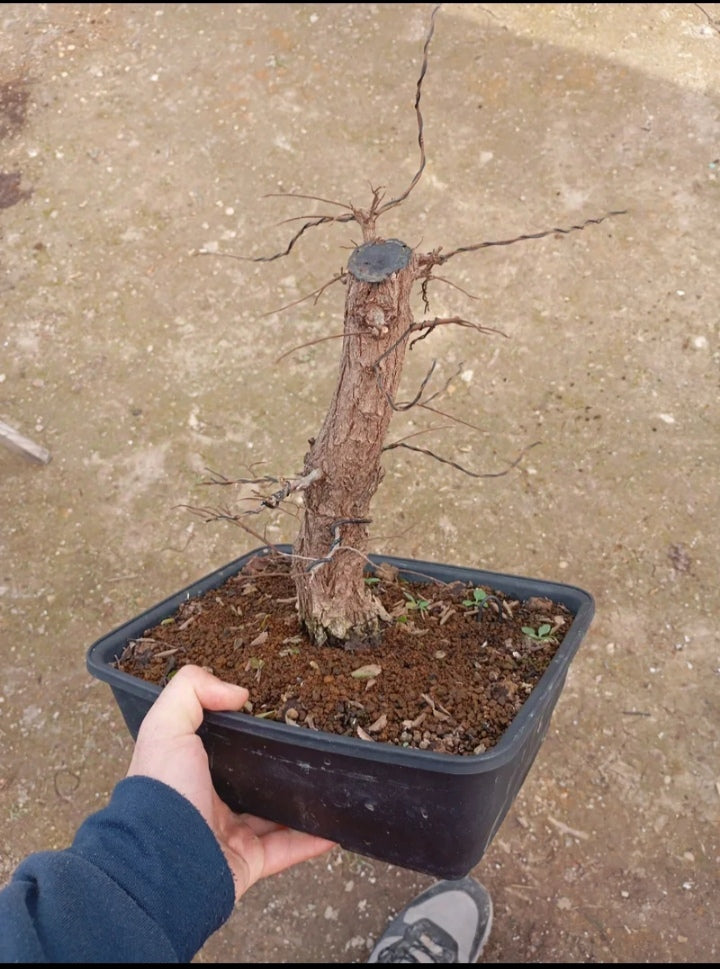 Bonsái Zelkova Nire – Corteza Abotonada y Tronco Poderoso 🌳