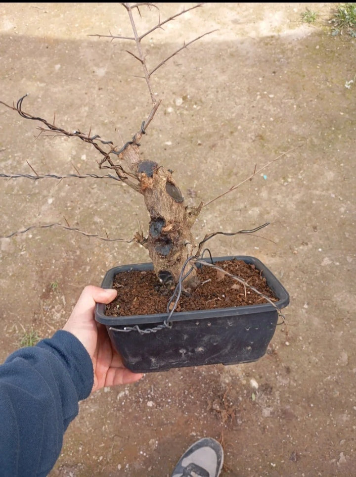 🔥 Granado Nejikan – ¡El Bonsái con Movimiento Natural Único! 🌳