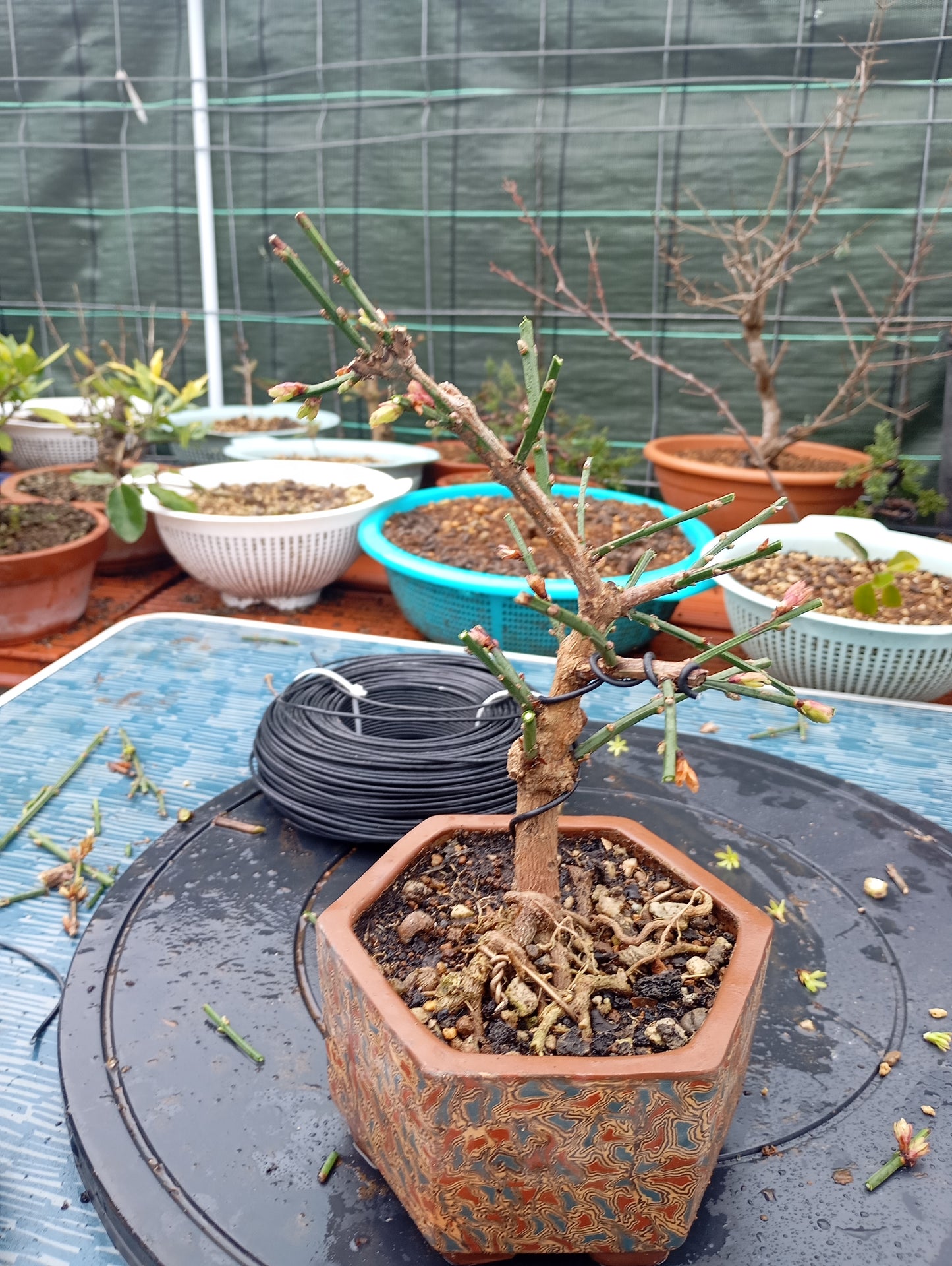 🌿Bonsái de Jasminum nudiflorum – Belleza invernal en maceta artesanal 🎋