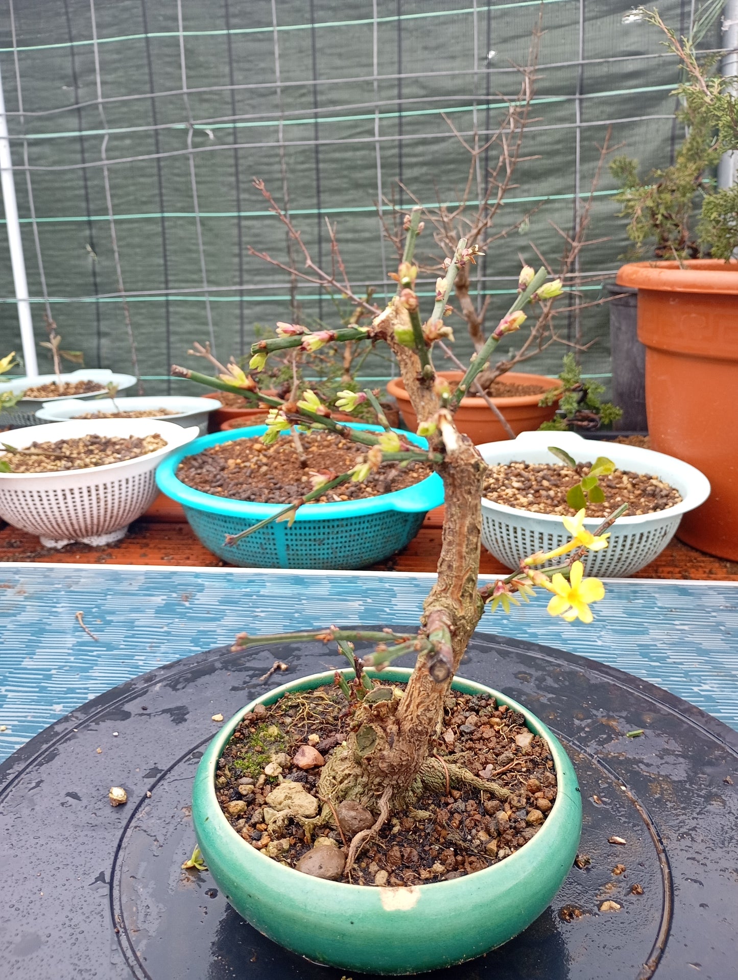 🌿Bonsái de Jasminum nudiflorum – Belleza invernal en maceta artesanal 🎋