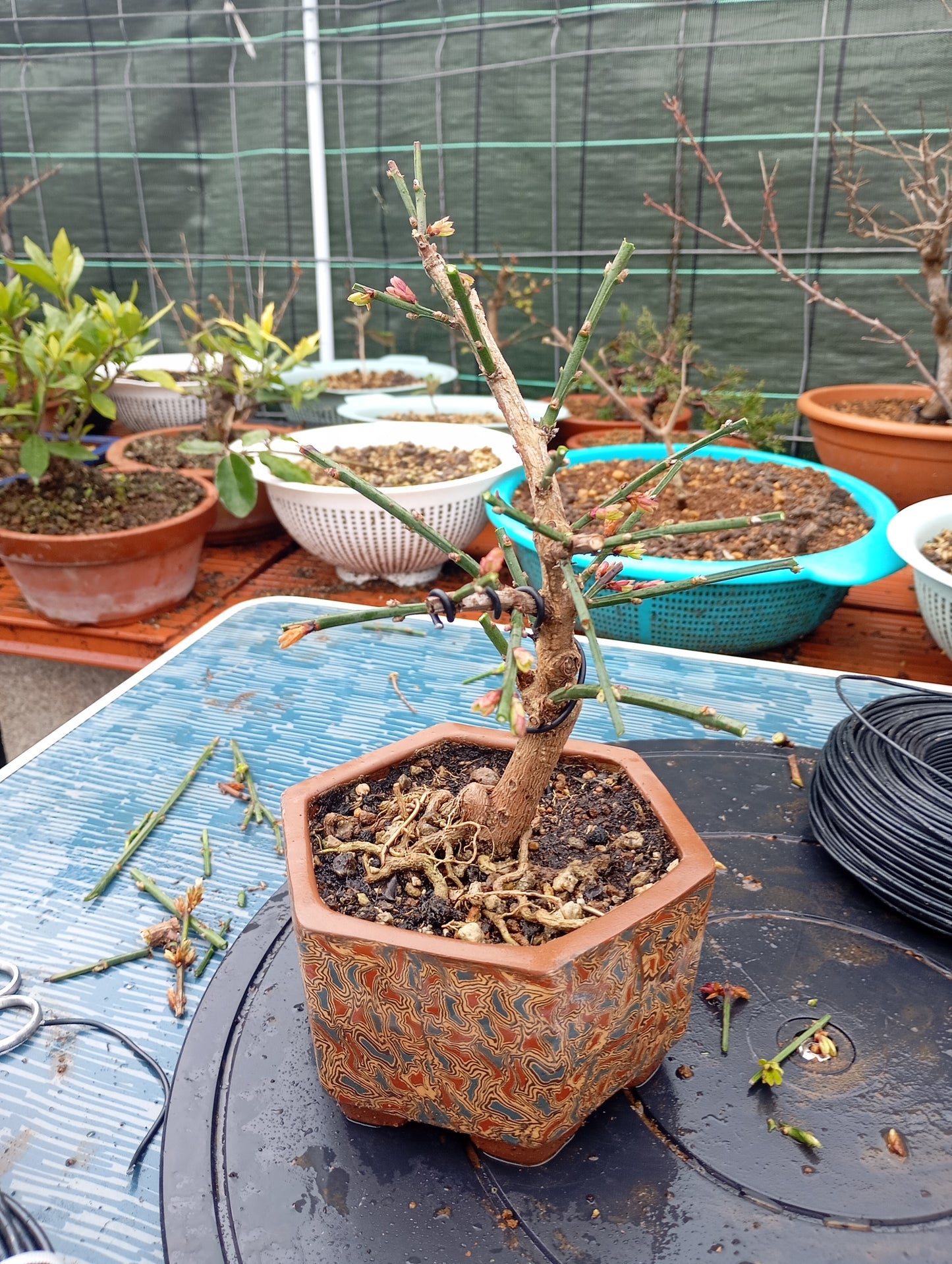 🌿Bonsái de Jasminum nudiflorum – Belleza invernal en maceta artesanal 🎋