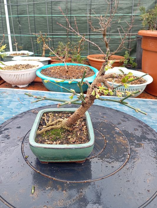 Bonsái de Jasminum nudiflorum – Belleza invernal en maceta artesanal