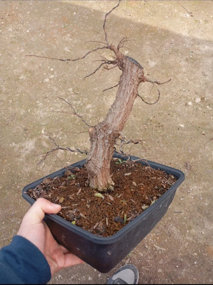 Bonsái Zelkova Nire – Corteza Abotonada y Tronco Poderoso 🌳