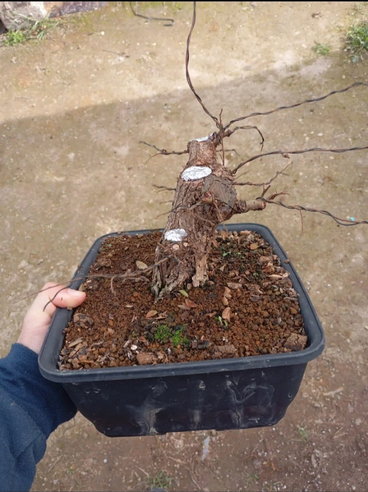 🌿 Bonsái Zelkova Nire Shohin – Corteza Abotonada Increíble 🌳 | RickyBonsai.com