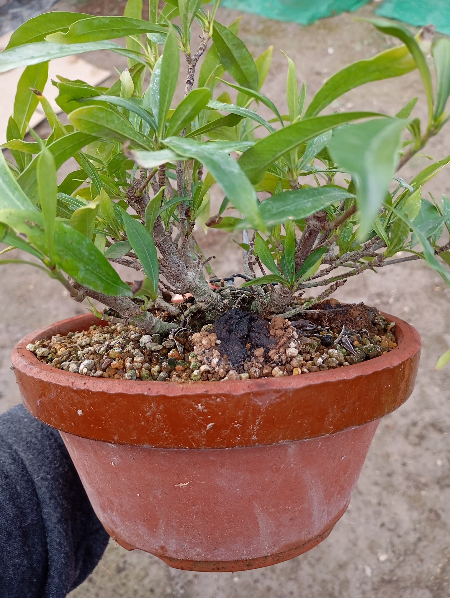 🌿 GARDENIA JASMINOIDE Bonsái – Elegancia y Potencial en una Maceta Entrenamiento 🎋