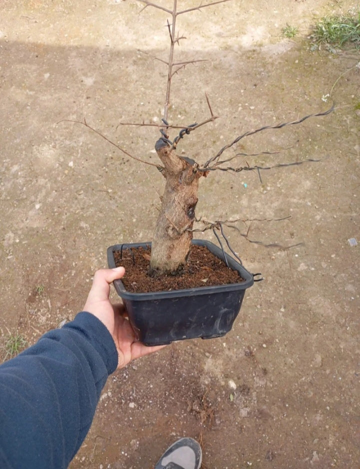 🔥 Granado Nejikan – ¡El Bonsái con Movimiento Natural Único! 🌳