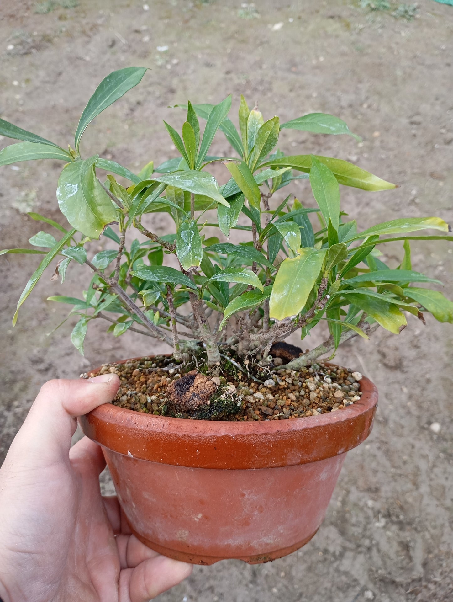 🌿 GARDENIA JASMINOIDE Bonsái – Elegancia y Potencial en una Maceta Entrenamiento 🎋