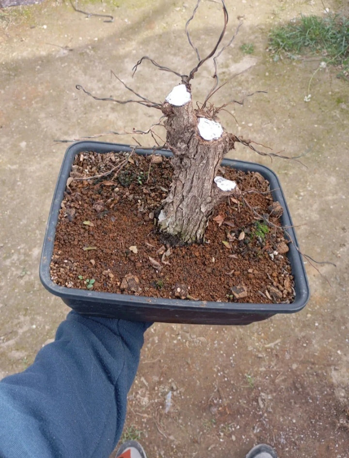 🌿 Bonsái Zelkova Nire Shohin – Corteza Abotonada Increíble 🌳 | RickyBonsai.com