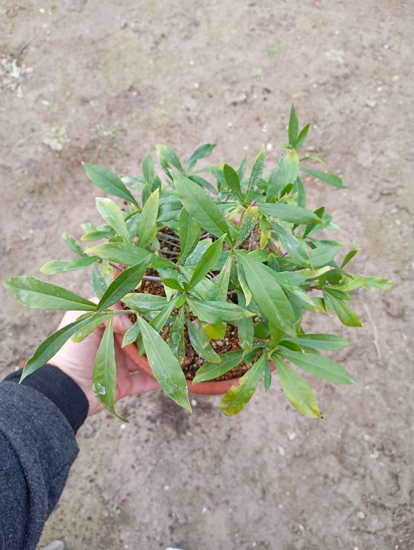 🌿 GARDENIA JASMINOIDE Bonsái – Elegancia y Potencial en una Maceta Entrenamiento 🎋