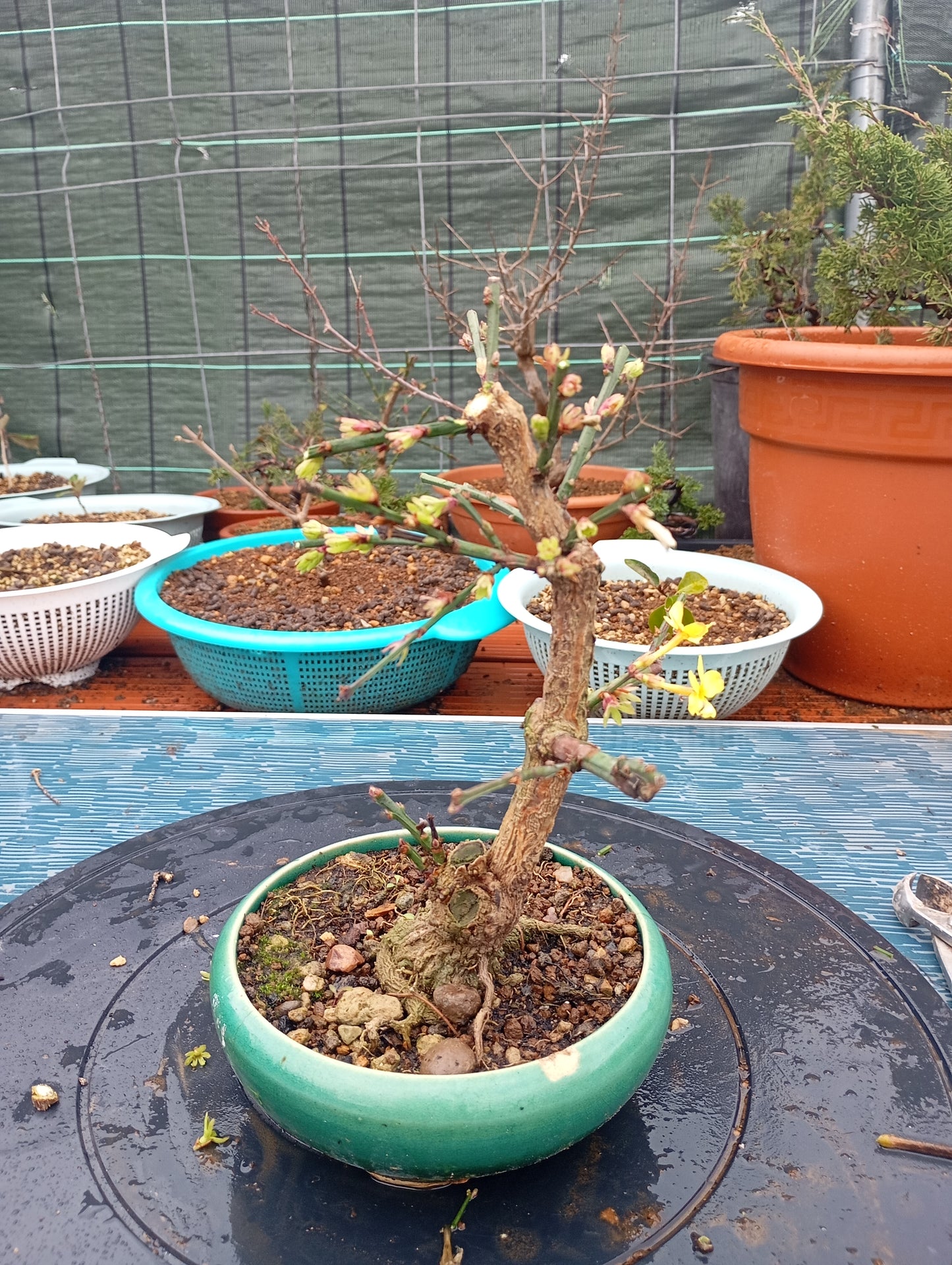 🌿Bonsái de Jasminum nudiflorum – Belleza invernal en maceta artesanal 🎋