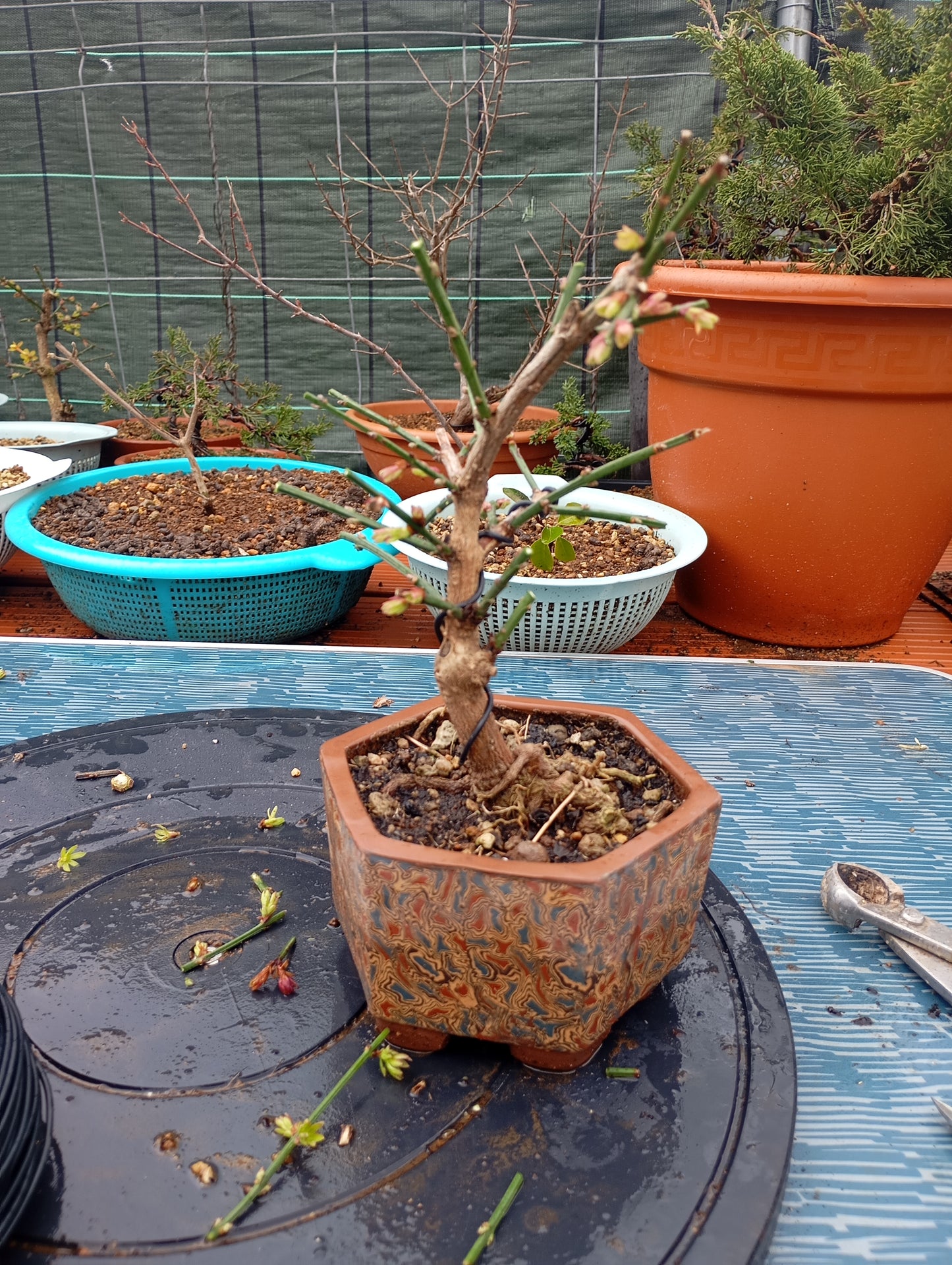 🌿Bonsái de Jasminum nudiflorum – Belleza invernal en maceta artesanal 🎋