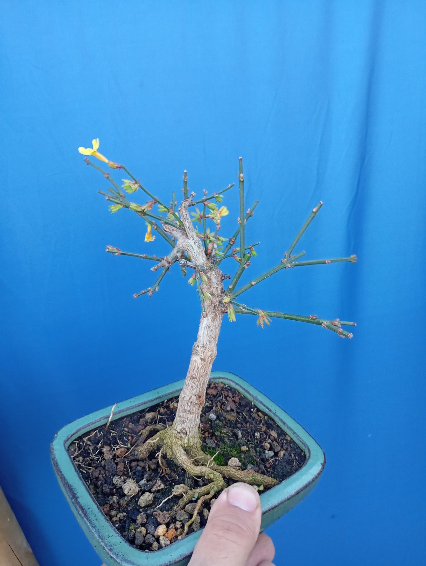 Bonsái de Jasminum nudiflorum – Belleza invernal en maceta artesanal