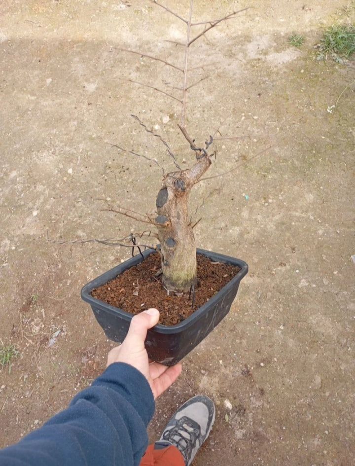 🔥 Granado Nejikan – ¡El Bonsái con Movimiento Natural Único! 🌳