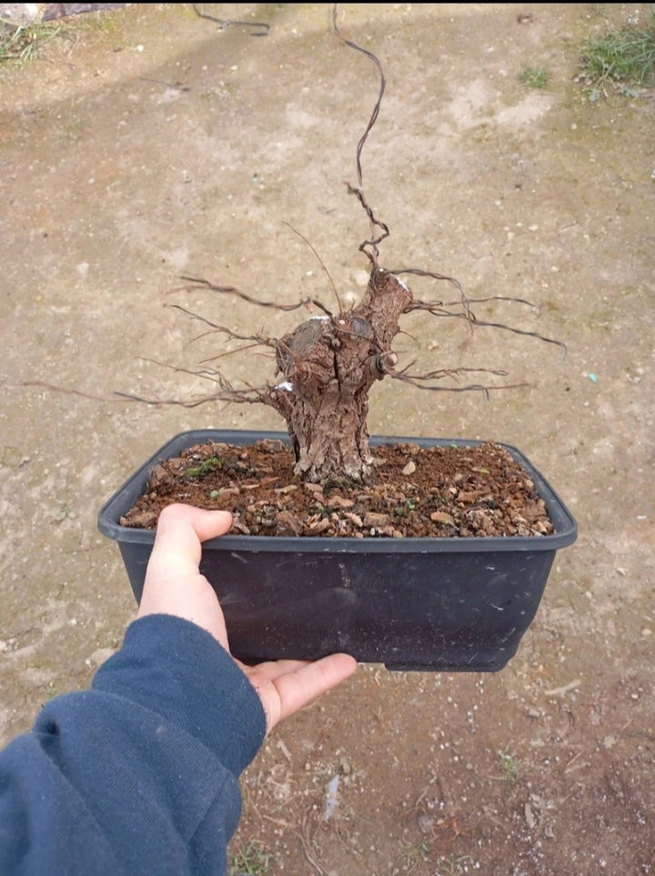 🌿 Bonsái Zelkova Nire Shohin – Corteza Abotonada Increíble 🌳 | RickyBonsai.com