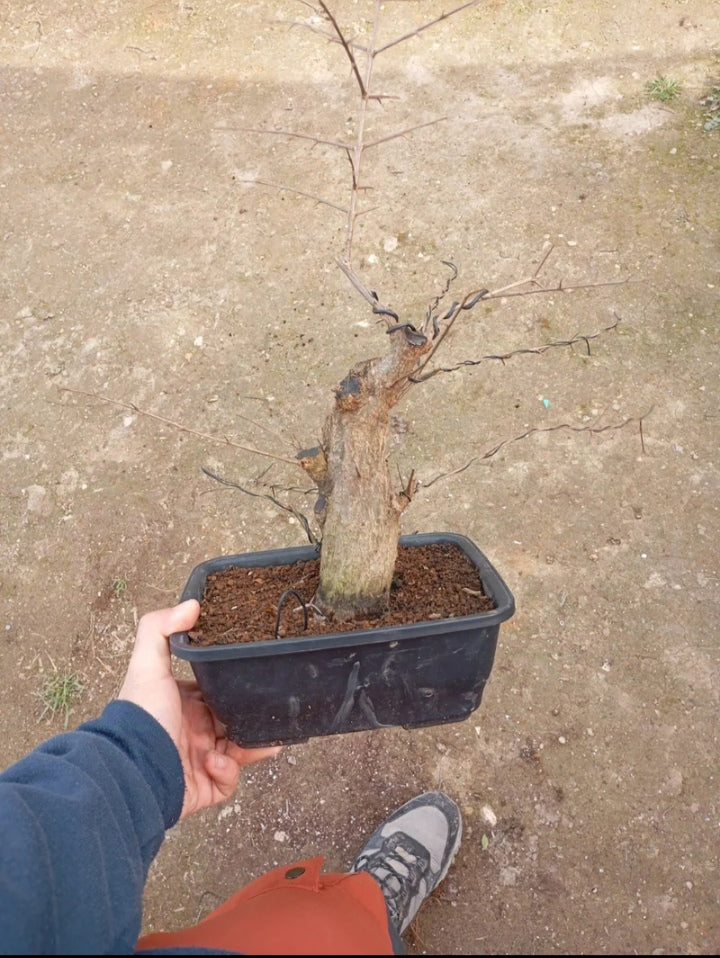 🔥 Granado Nejikan – ¡El Bonsái con Movimiento Natural Único! 🌳